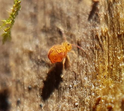 Dicyrtomina saundersi